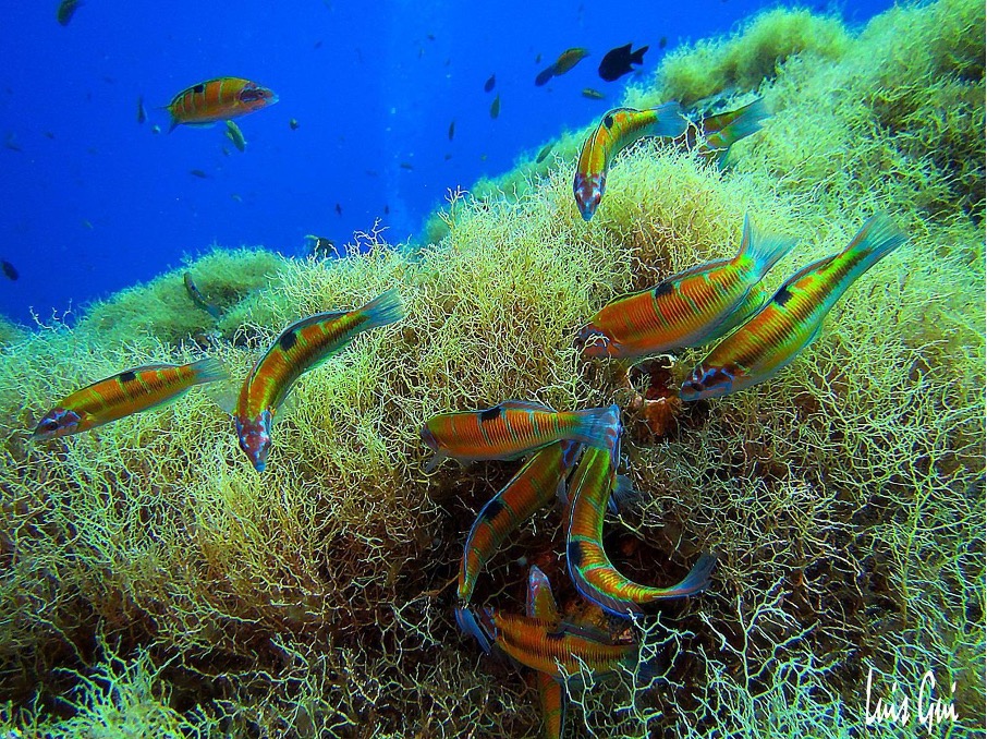 Diving Journal Coral Reef & Parrot Fish Scuba Dive Log Book 
